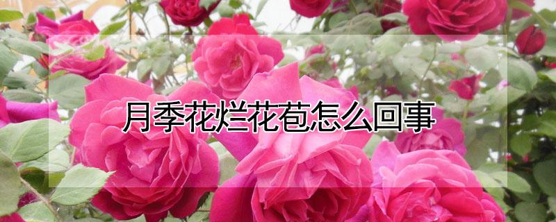 月季花烂花苞怎么回事（月季花花苞烂掉了怎么回事）