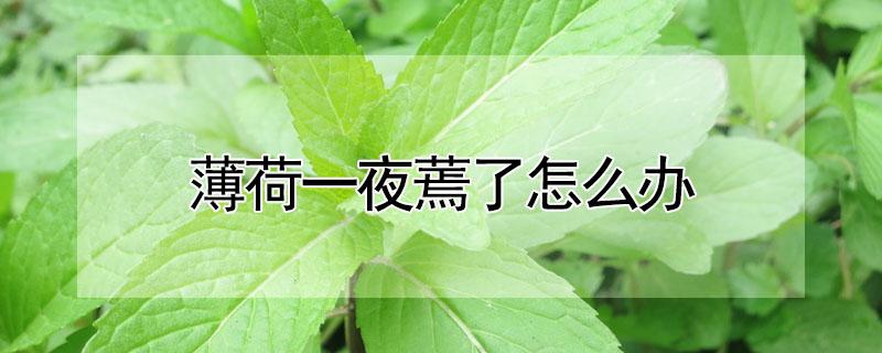 薄荷一夜蔫了怎么办（薄荷为什么一夜就蔫了）