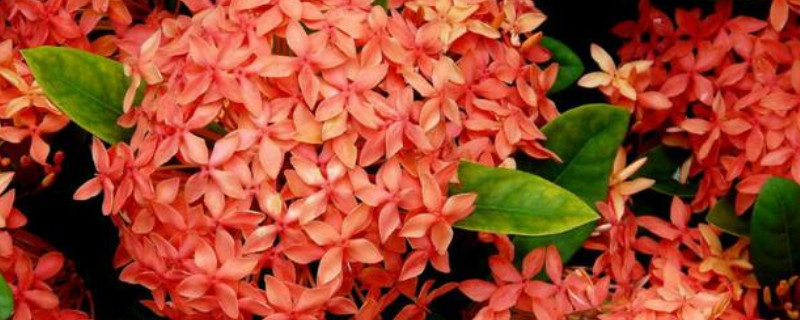 龙船花有几种 龙船花的种类