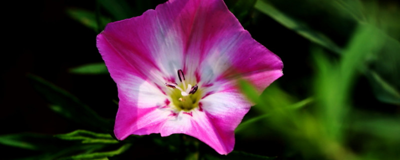 牵牛花种子要多少时间可以成熟（牵牛花种子到开花需要多久）