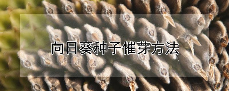 向日葵种子催芽方法（向日葵种子播种的方法）