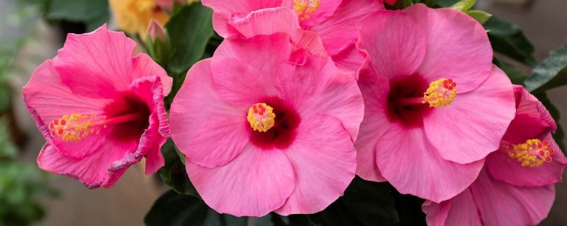 芙蓉花夏天几天一浇水(芙蓉花浇什么水最好)