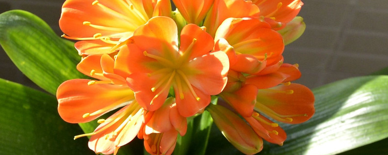 君子兰花苞期怎么浇水（君子兰长花苞了怎么浇水）