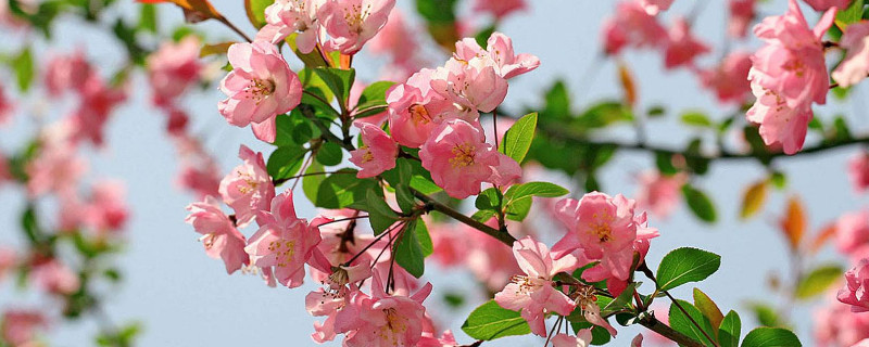 家里为什么不要养海棠（家里为什么不要养海棠原因海棠花不吉利风水禁忌介绍）