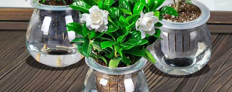 水培桅子花注意事项（桅子花可水培吗）