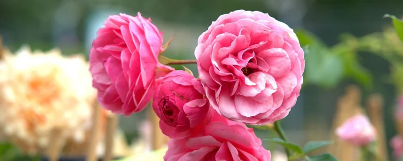 月季花盆栽的养殖方法和注意事项 月季花养殖方法与技巧