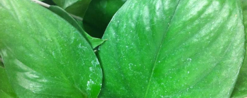 绿萝叶子有白斑是什么原因 绿萝叶子有白斑的原因