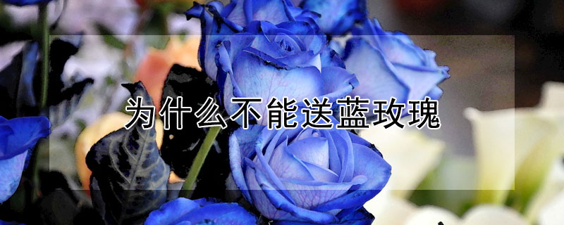 为什么不能送蓝玫瑰（为什么不能轻易送蓝色玫瑰）