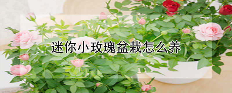 迷你小玫瑰盆栽怎么养 迷你玫瑰用什么花盆