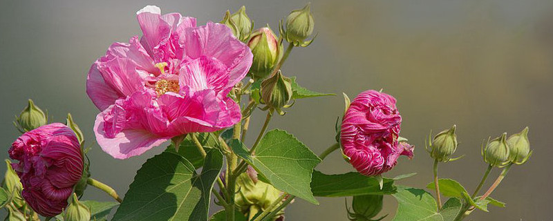 芙蓉花怎样用叶片扦插 芙蓉花的扦插养殖方法