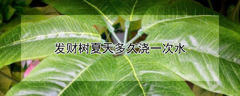 发财树夏天多久浇一次水 发财树夏天多久浇一次水贴吧