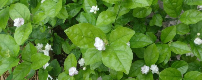 茉莉不发芽怎么办（茉莉 不发芽）