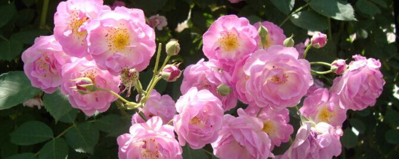 蔷薇花要每天浇水吗(蔷薇花几天浇一次水)