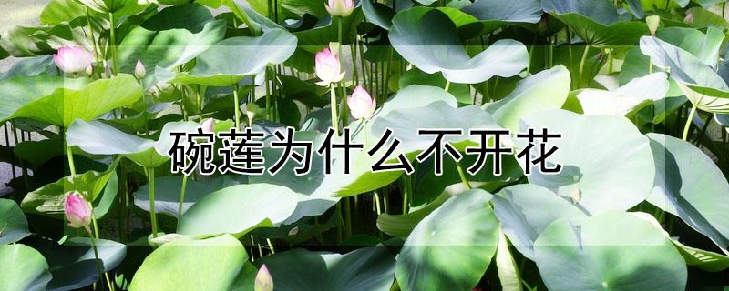 碗莲为什么不开花 种的碗莲为什么不开花