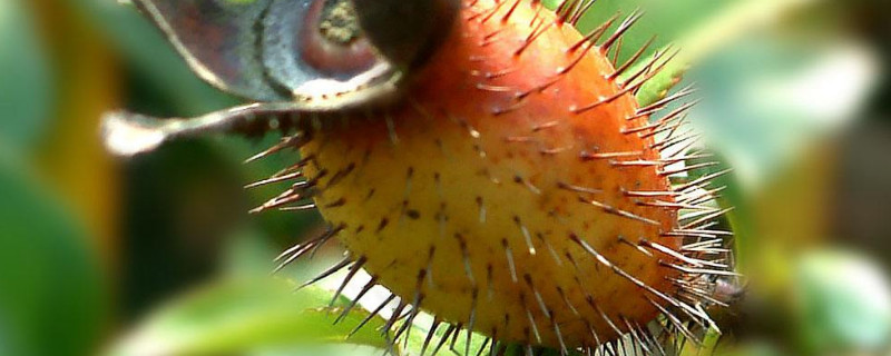 金樱子怎么晒比较好 金樱子怎么晒干