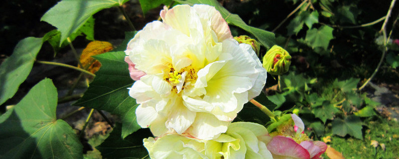 芙蓉花叶子干吧怎么回事 芙蓉花叶子干边了是咋回事