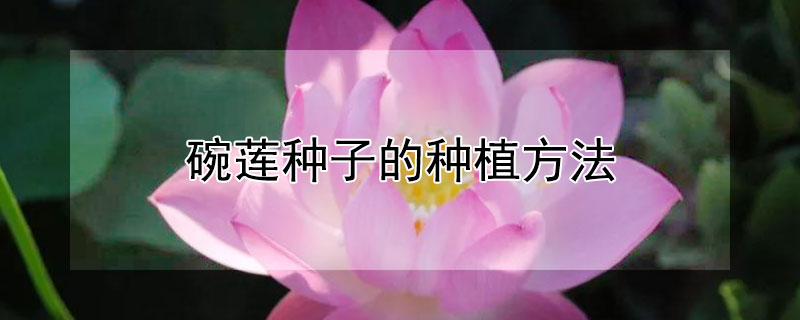 碗莲种子的种植方法（碗莲种子的种植方法水培）