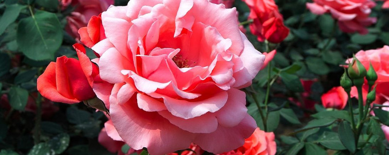 月季僵苗不长怎么办（月季僵苗了怎么办）