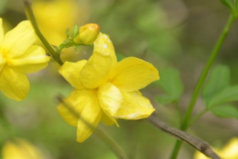 迎春花蔫了怎么回事