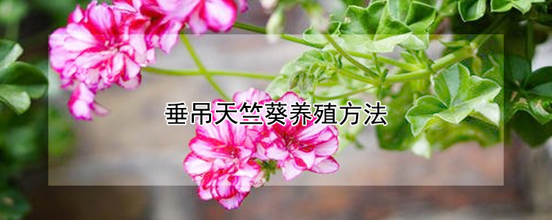 垂吊天竺葵养殖方法 垂吊天竺葵的养殖方法和注意事项有哪些