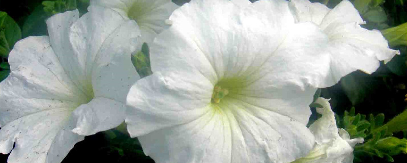 牵牛花调谢后怎么处理 牵牛花枯萎后怎么处理