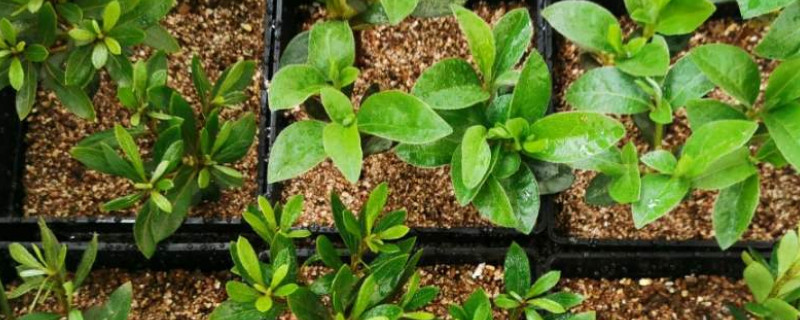 杜鹃花的扦插方法和注意事项 杜鹃花的扦插方法和注意事项 盆栽