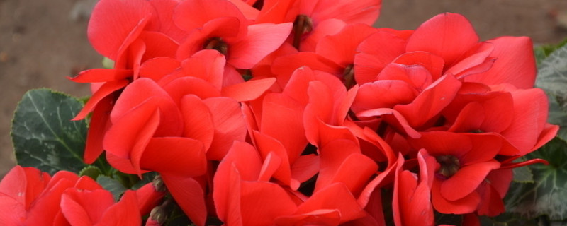 仙客来怎样催花（仙客来怎么浇花）