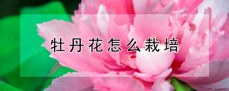 牡丹花怎么栽培（牡丹花怎么栽培用什么土）