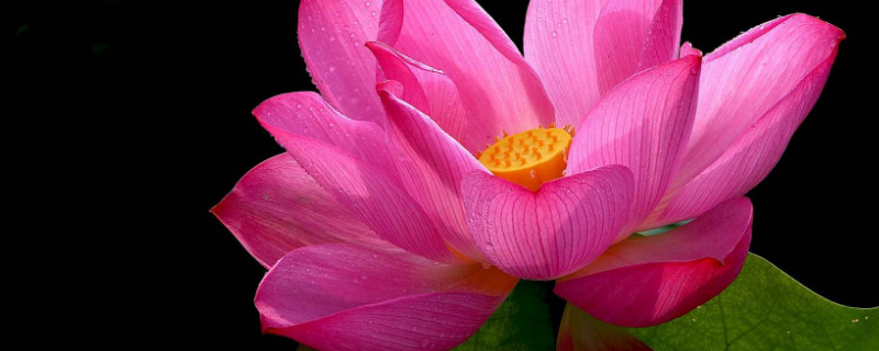 荷花水养怎么养开花 荷花如何养才开花