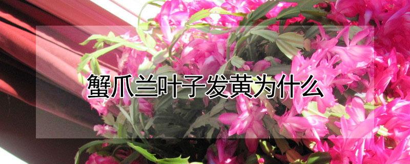 蟹爪兰叶子发黄为什么（蟹爪兰为什么会黄叶）