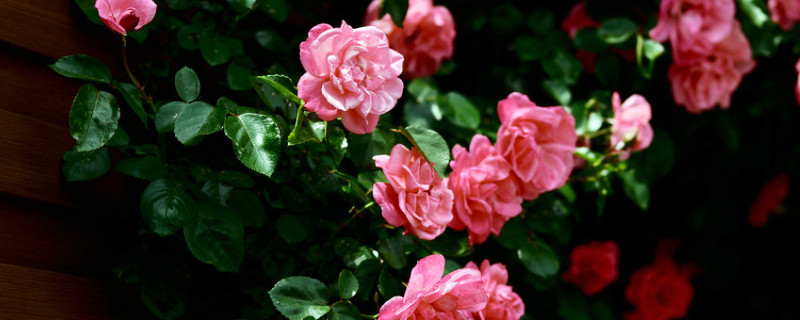 蔷薇花秋天怎么养护（蔷薇秋冬的养护）