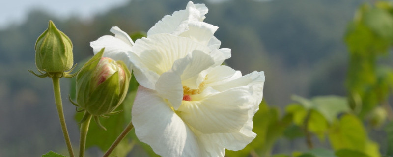 芙蓉花秋季能移栽吗 芙蓉花什么时候移栽