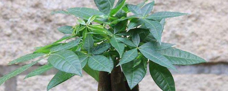 发财树叶子蔫了怎么办（发财树叶子发蔫了怎么办）