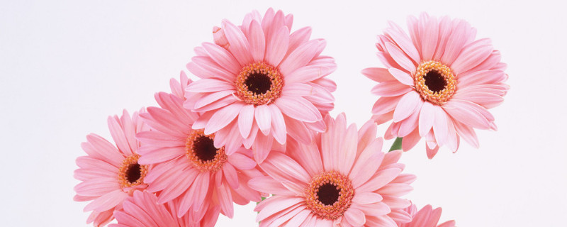 菊花施肥在什么季节 菊花开花期间施什么肥