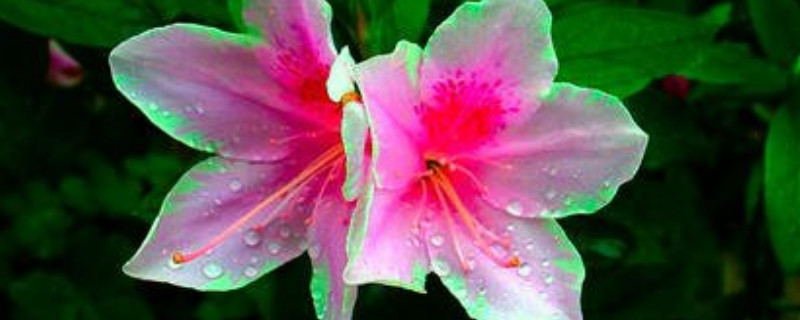 杜鹃花冬天怎么浇水（杜鹃花怎么浇水）