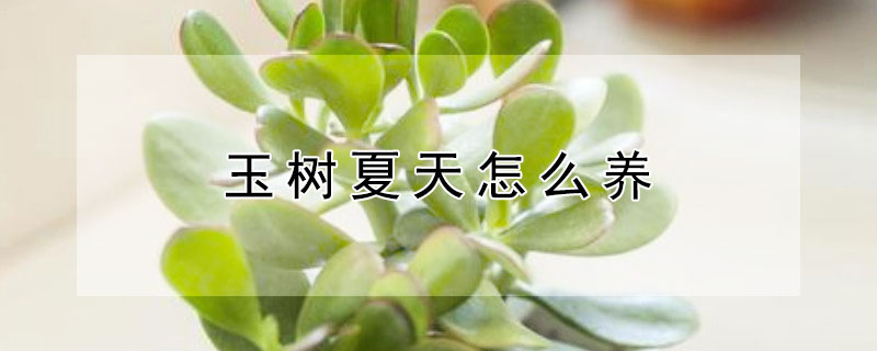 玉树夏天怎么养（玉树夏天怎么养才能长得好）
