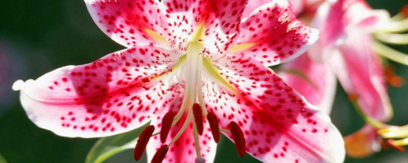 百合花有哪些品种 进口百合花有哪些品种