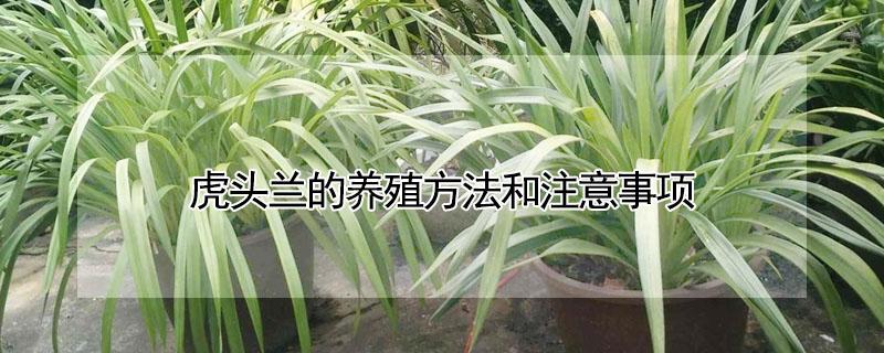 虎头兰的养殖方法和注意事项（虎头兰怎么养）