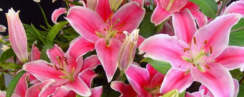 百合花苞变黑怎么处理 百合花苞顶端变黑