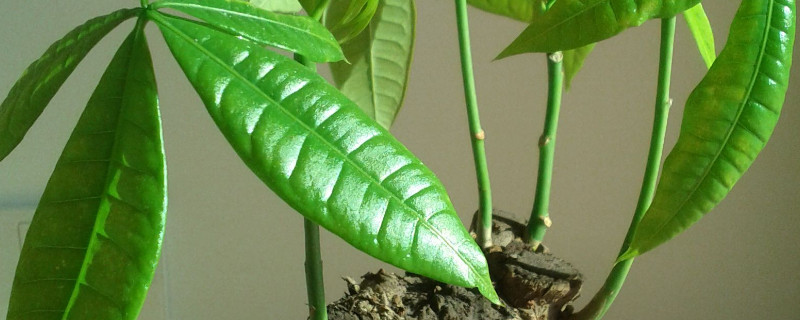 发财树使用生根粉步骤（发财树用生根粉几天就可以生根）