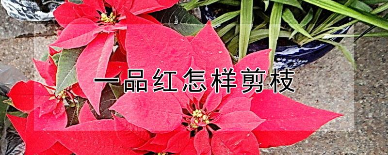 一品红怎样剪枝（一品红怎样剪枝视频）