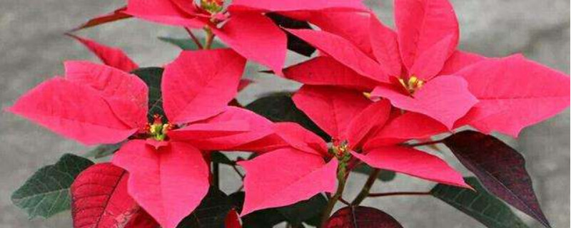 一品红冬季养殖方法 秋季一品红的养殖