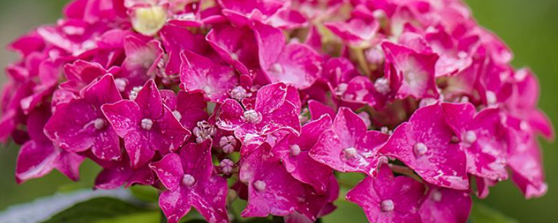 绣球花生虫了怎么办（绣球花长虫了怎么办）