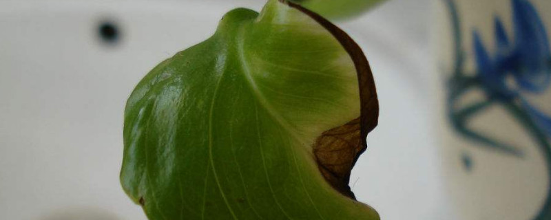 绿萝叶尖干枯怎么补救 绿萝叶尖干枯怎么办