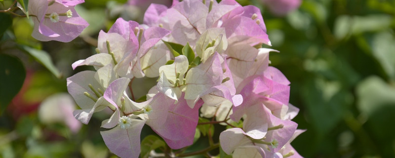 三角梅花掉落怎么回事（三角梅花掉落怎么办）