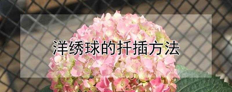 洋绣球的扦插方法（洋绣球的扦插方法和注意事项）