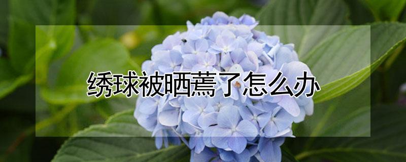 绣球被晒蔫了怎么办 绣球晒太阳蔫了