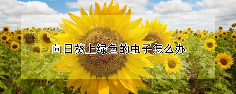 向日葵上绿色的虫子怎么办 向日葵长红色虫子怎么办