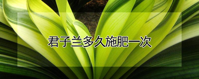 君子兰多久施肥一次 君子兰多久施肥一次施什么肥