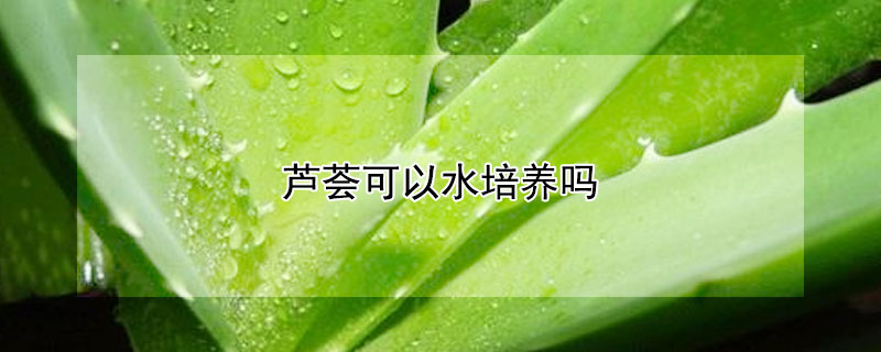 芦荟可以水培养吗(芦荟可以水培么)